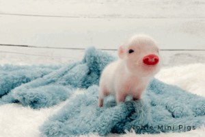 Noble Mini Pigs — Juliana mini piglet