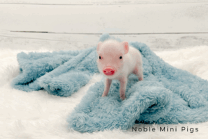 Noble Mini Pigs — Juliana mini piglet