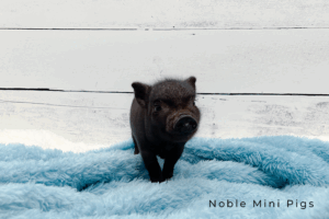 Noble Mini Pigs — Juliana mini piglet