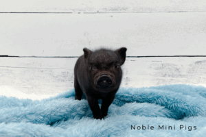 Noble Mini Pigs — Juliana mini piglet