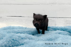 Noble Mini Pigs — Juliana mini piglet
