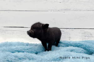 Noble Mini Pigs — Juliana mini piglet