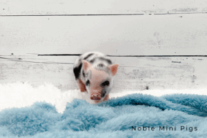 Noble Mini Pigs — Juliana mini piglet