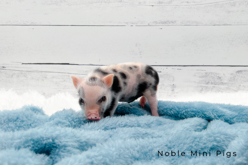 Noble Mini Pigs — Juliana mini piglet
