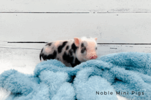 Noble Mini Pigs — Juliana mini piglet
