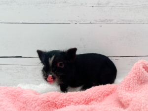 Noble Mini Pigs — Juliana mini piglet