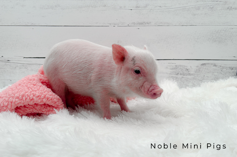 Noble Mini Pigs — Juliana mini piglet