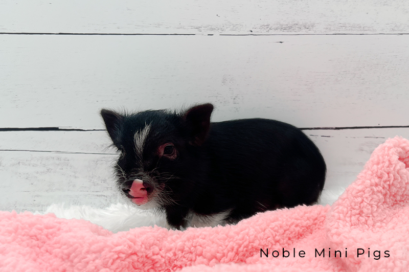 Noble Mini Pigs — Juliana mini piglet