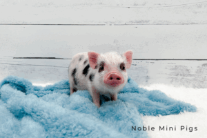 Noble Mini Pigs — Juliana mini piglet