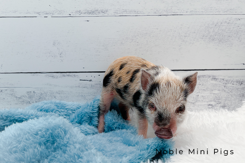 Noble Mini Pigs — Juliana mini piglet
