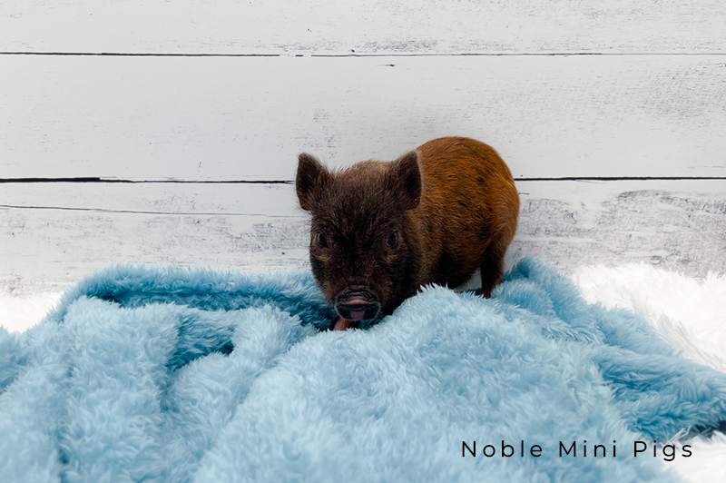 Noble Mini Pigs — Juliana mini piglet