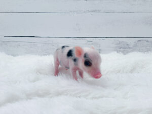 Noble Mini Pigs — Juliana mini piglet