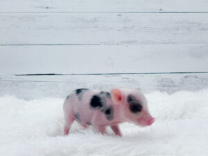Noble Mini Pigs — Juliana mini piglet