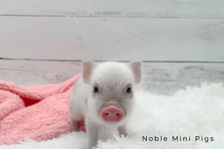 Juliana mini piglet previously sold by Noble Mini Pigs