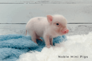 Juliana mini piglet previously sold by Noble Mini Pigs