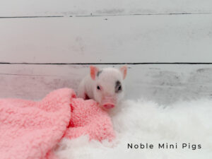 Pink Spotted Girl