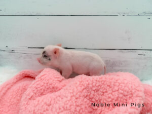 Pink Spotted Girl