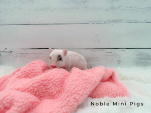 Pink Spotted Girl