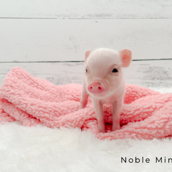previously sold Juliana mini piglet — Noble Mini Pigs