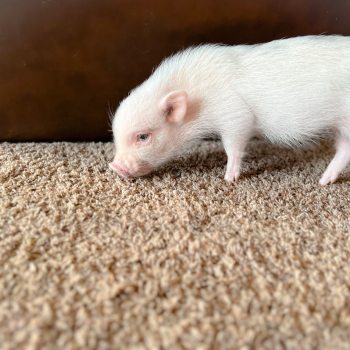 Juliana mini piglet at Noble Mini Pigs