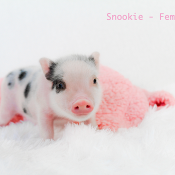 Noble Mini Pigs — Juliana mini piglet