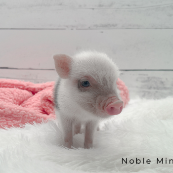 Juliana mini piglet previously sold by Noble Mini Pigs