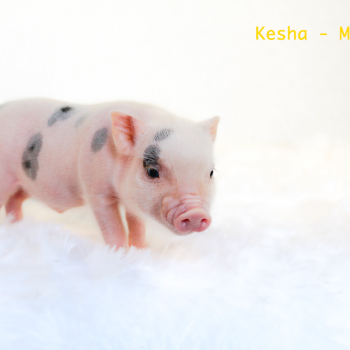Noble Mini Pigs — Juliana mini piglet