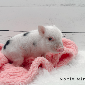 Noble Mini Pigs — Juliana mini piglet