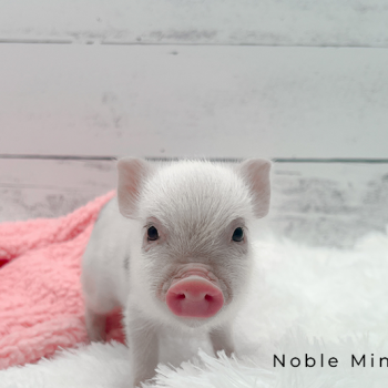 Juliana mini piglet previously sold by Noble Mini Pigs