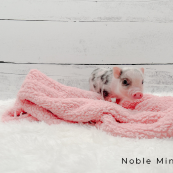 Noble Mini Pigs — Juliana mini piglet