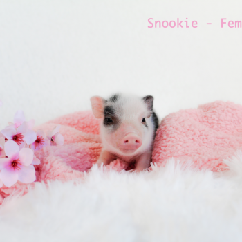 Noble Mini Pigs — Juliana mini piglet