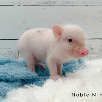 Juliana mini piglet previously sold by Noble Mini Pigs