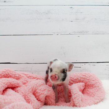 Adorable Juliana mini piglet — Noble Mini Pigs