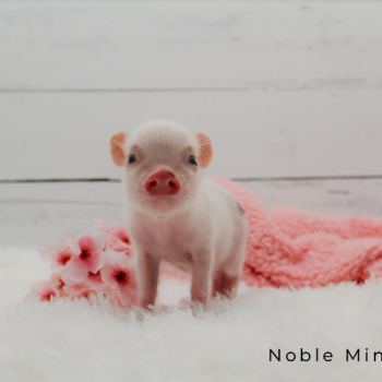 Noble Mini Pigs — Juliana mini piglet
