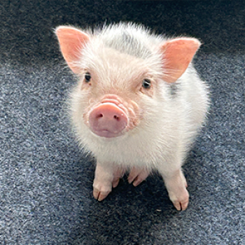 Nothing Short Of Amazing! — Noble Mini Pigs