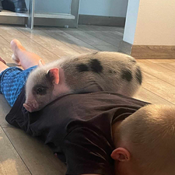 Highly Recommend Noble Mini Pigs — Noble Mini Pigs