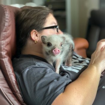 Noble Mini Pigs — Juliana mini piglet