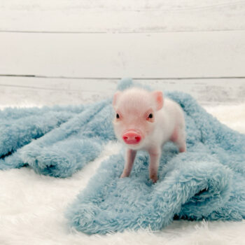 Noble Mini Pigs — Juliana mini piglet