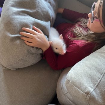 Noble Mini Pigs — Juliana mini piglet