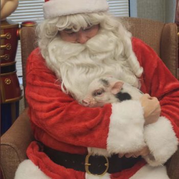 Noble Mini Pigs — Juliana mini piglet