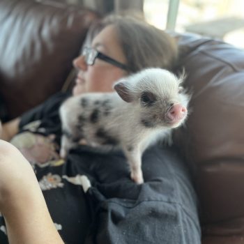 Noble Mini Pigs — Juliana mini piglet