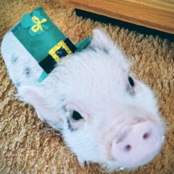 Noble Mini Pigs — Juliana mini piglet