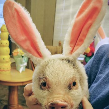 Noble Mini Pigs — Juliana mini piglet