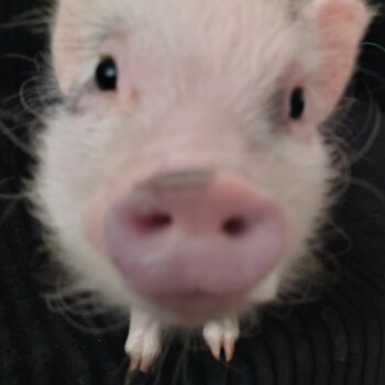 Noble Mini Pigs — Juliana mini piglet