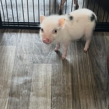 Noble Mini Pigs — Juliana mini piglet