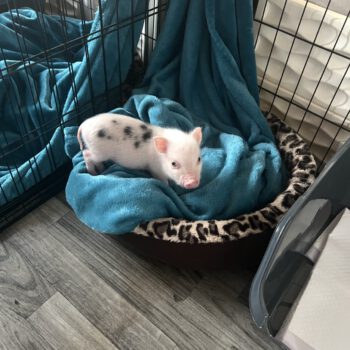 Noble Mini Pigs — Juliana mini piglet