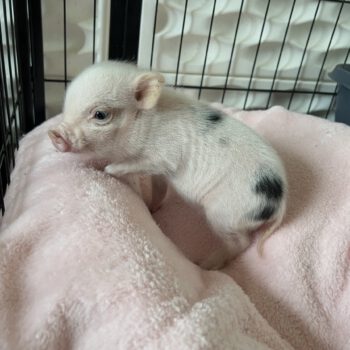 Noble Mini Pigs — Juliana mini piglet