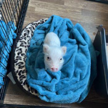 Noble Mini Pigs — Juliana mini piglet