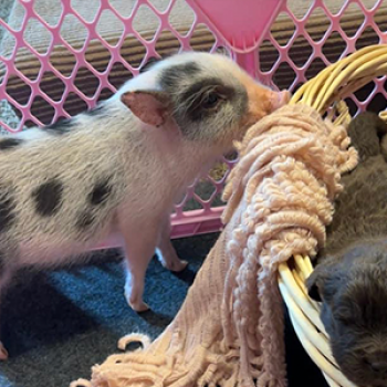 She’s perfect! — Noble Mini Pigs