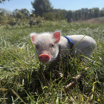 Noble Mini Pigs — Juliana mini piglet